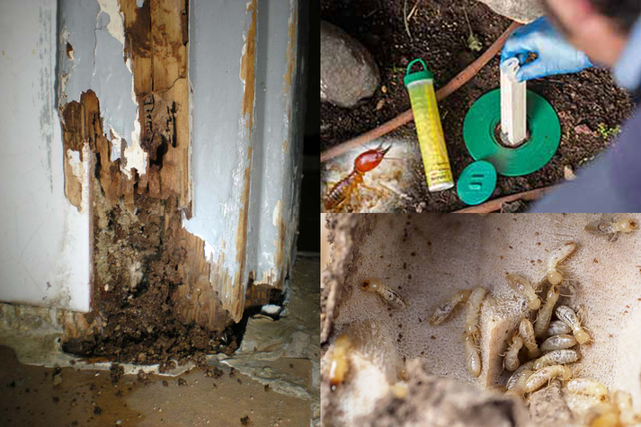 Daños termitas y tratamiento