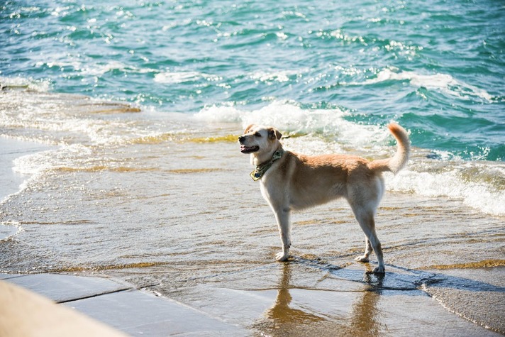 Perro en la orilla