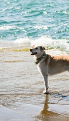 Perro en la orilla