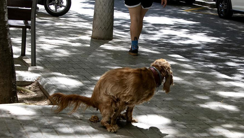 Perro haciendo caca en la calle