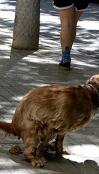 Perro haciendo caca en la calle