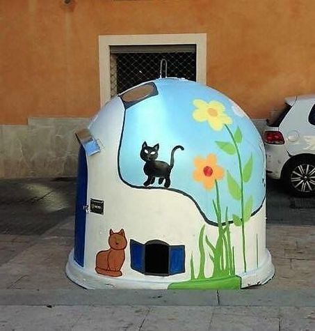 contenedor_gatos.jpg