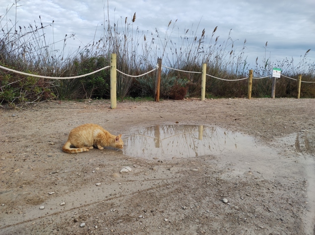 Gato abandonado en el estany de puchol
