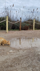 Gato abandonado en el estany de puchol