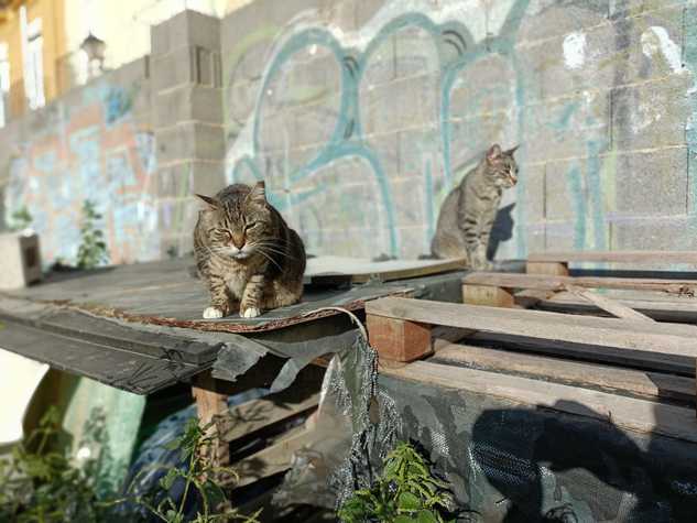 Gatos_en_refugio.jpeg