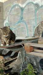 Gatos_en_refugio.jpeg