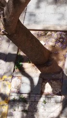 ACERAS Y PASOS PEATONES EN PATRAIX