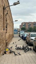 Muro y palomas