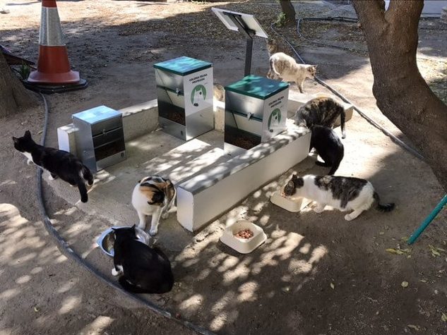 coloia_felina.jpg
