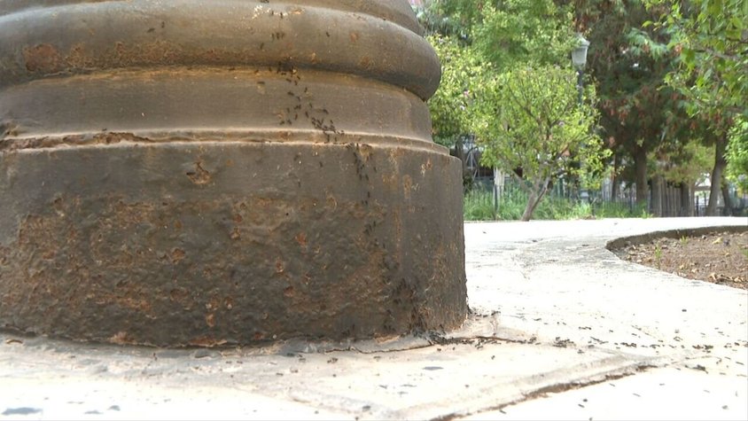 Hormigas Plaza Nicolas.jpg