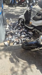 Palomas.jpg
